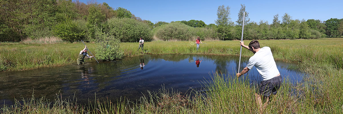 Amfibieën tellen. Foto: Jelger Herder