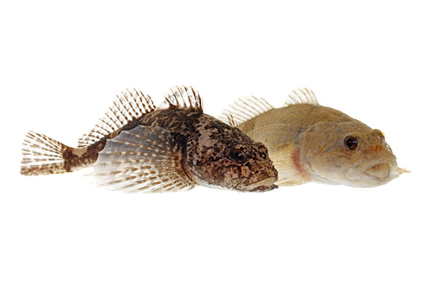 Rivierdonderpad Jelger Herder RAVON.jpg